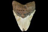 Bargain, Megalodon Tooth - North Carolina #101348-1